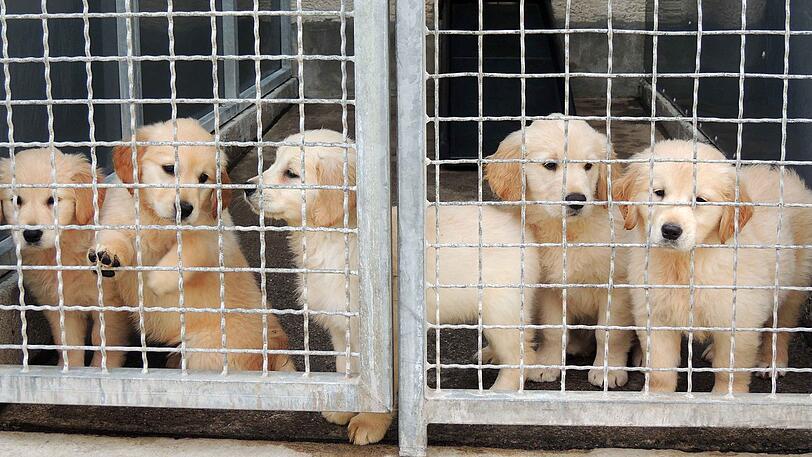 Nach Angaben des Tierheims Ulm wurden in Käfigen je fünf bis acht Hunde in dem Wagen transportiert. (Symbolbild)