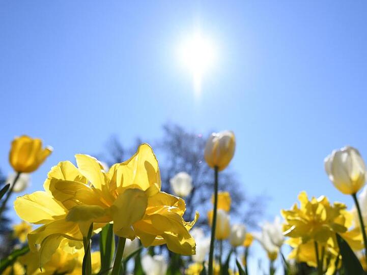 Die Sonne strahlt über blühenden Tulpen. Foto: Patrick Seeger/Archiv