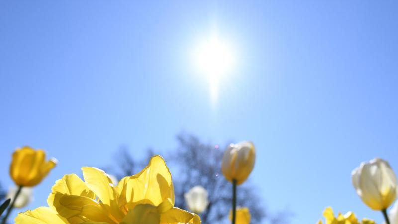 Die Sonne strahlt über blühenden Tulpen. Foto: Patrick Seeger/Archiv Die Sonne strahlt über blühenden Tulpen. Foto: Patrick Seeger/Archiv