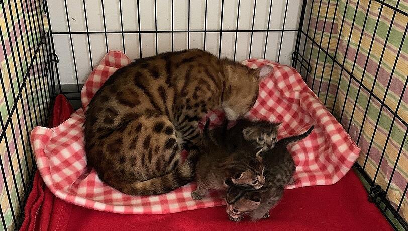 Die Bengalkatzen-Familie in einer Transportbox des Münchner Tierheims. Die Vierbeiner gehören zu den 30 Katzen, die aus einem Anwesen in Grünwald gerettet wurden.