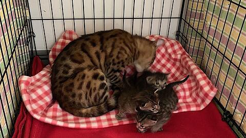 Die Bengalkatzen-Familie in einer Transportbox des Münchner Tierheims. Die Vierbeiner gehören zu den 30 Katzen, die aus einem Anwesen in Grünwald gerettet wurden.