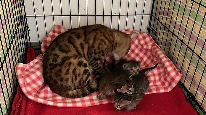 Die Bengalkatzen-Familie in einer Transportbox des Münchner Tierheims. Die Vierbeiner gehören zu den 30 Katzen, die aus einem Anwesen in Grünwald gerettet wurden.