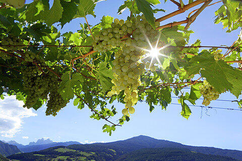 Wein.