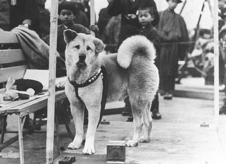 Treu, treuer, Hachiko: Der Hund auf einer undatierten Aufnahme am Bahnhof von Shibuya.