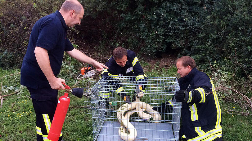 Feuerwehrleute fangen in Weimar eine vier Meter langen Tigerpython. Die Riesenschlange sei von einem Bürger am Mittwochabend auf einem Gelände des früheren Weimar-Werkes entdeckt worden.
