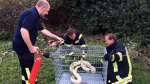 Feuerwehrleute fangen in Weimar eine vier Meter langen Tigerpython. Die Riesenschlange sei von einem Bürger am Mittwochabend auf einem Gelände des früheren Weimar-Werkes entdeckt worden.