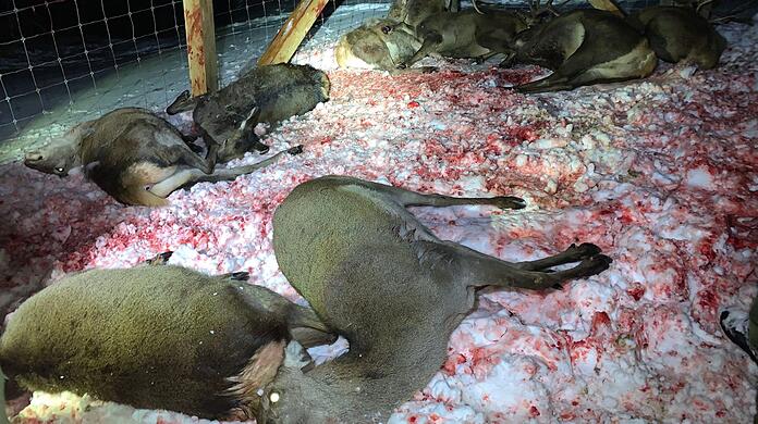 Die Tiere, die in Kaisers erschossen wurden.