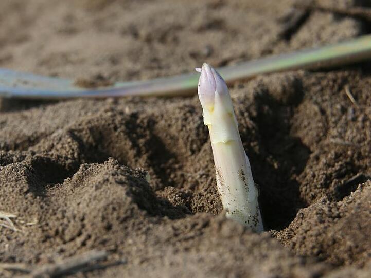 Ein Spargel ragt aus der Erde. Foto: Karl-Josef Hildenbrand/Archivbild