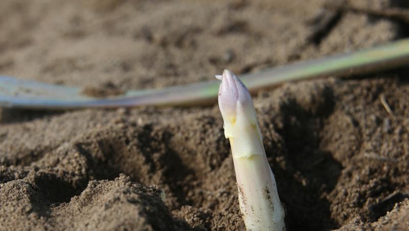 Ein Spargel ragt aus der Erde. Foto: Karl-Josef Hildenbrand/Archivbild
