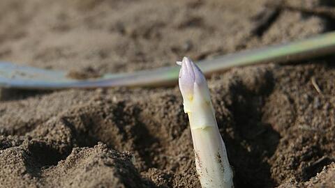 Ein Spargel ragt aus der Erde. Foto: Karl-Josef Hildenbrand/Archivbild