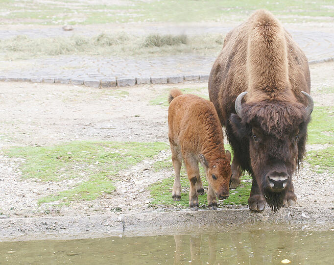 Seltener Waldbison-Nachwuchs im Tierpark Hellabrunn: So süß sind die Kälber Monsun und Marla. Die Bilder aus dem Zoo