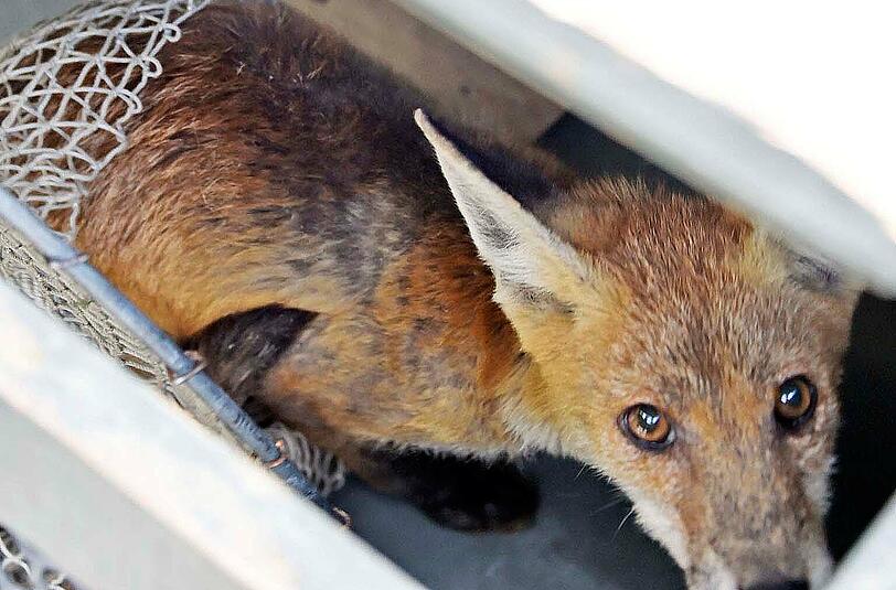 Dieser kleine Fuchs lag in einem Innenhof in der Führichstraße.