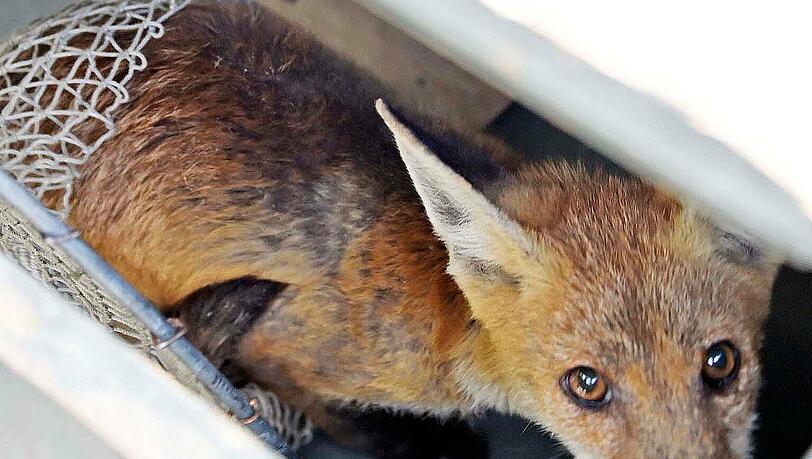 Dieser kleine Fuchs lag in einem Innenhof in der Führichstraße. Dieser kleine Fuchs lag in einem Innenhof in der Führichstraße.