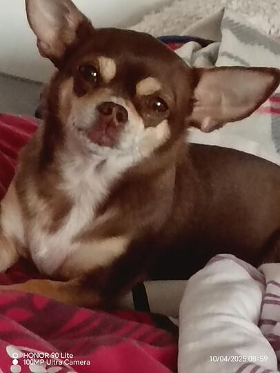 Laika ist eine kleine Rasse mit riesen Herz. Auch wenn sie schon ein paar nicht schöne Erlebnisse hatte sowie ihr letzte Erkrankung, steht sie immer wieder auf und zeig, was sie für ein tolles Leben hat.