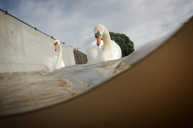 Zwei Schwäne schwimmen vor der Linse einer Unterwasserkamera im braunen Hochwasser des Rheins.