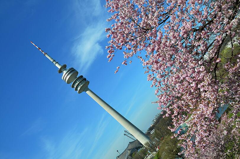 Ein Traum in Rosa: AZ-Leserin Katharina Meyer hat die Kirschblüte im Olympiapark fotografiert. Die Bilder...