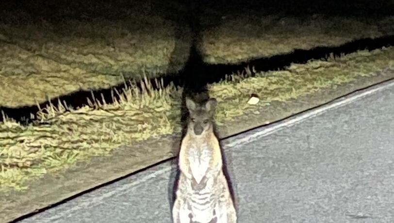 Känguru-Entdeckung in Sachsen. Die Polizei sucht nach dem Beuteltier.