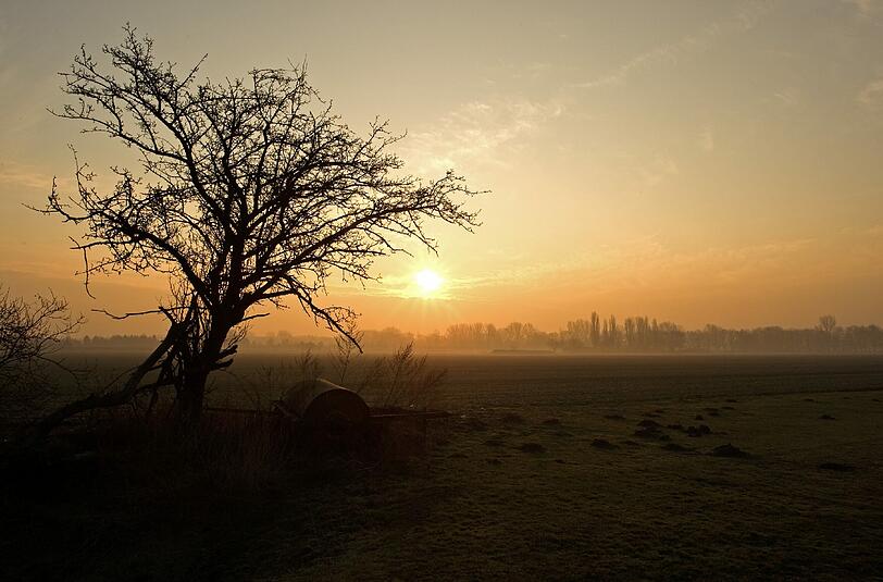 Ein karger Baum zeichnet sich als dunkle Silhouette vor dem Sonnenaufgang am 28.02.2011 bei Königs Wusterhausen ab. Hier wird "Newtopia" stattfinden.