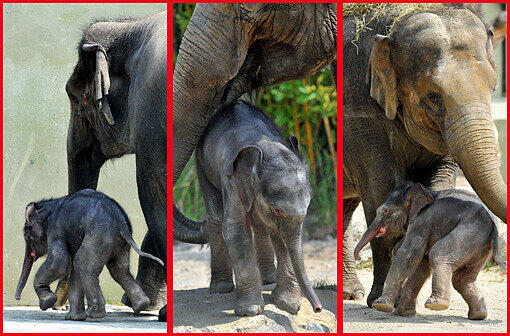 Eine erster Ausflug ins Freie: Das Baby von Elefantenkuh Temi durfte im Teirpark Hellabrunn erstmals das Außengehege erkunden.