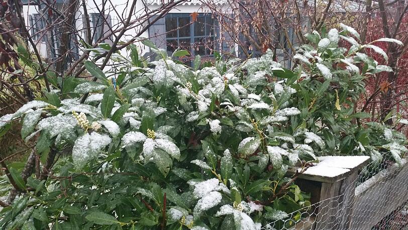 Schnee im Garten. Schnee im Garten.
