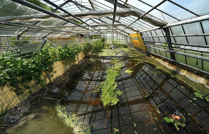 Ein Paradies für Schildkröten: Im größten Wasserbecken haben 400 Tiere Platz.