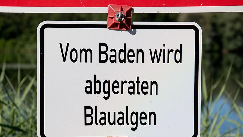 Bei einer Untersuchung im Baggersee Breiteng&uuml;&szlig;bach wurden vereinzelt Blaualgen nachgewiesen.