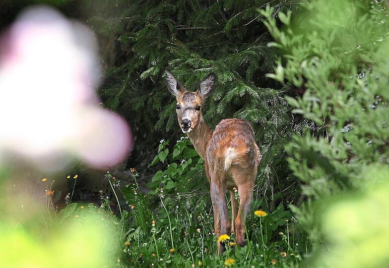 Schädling oder schützenswert? Die Waldbesitzer und ihre Verbündeten sehen in Rehen wie diesem eine echte Gefahr.