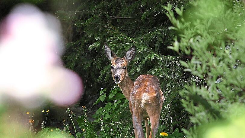 Schädling oder schützenswert? Die Waldbesitzer und ihre Verbündeten sehen in Rehen wie diesem eine echte Gefahr.