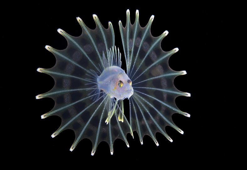 Kategorie Macro, Platz 2: Ein zwei Zentimeter kleiner Löwenfisch - gesehen und fotografiert unter Wasser in Florida.