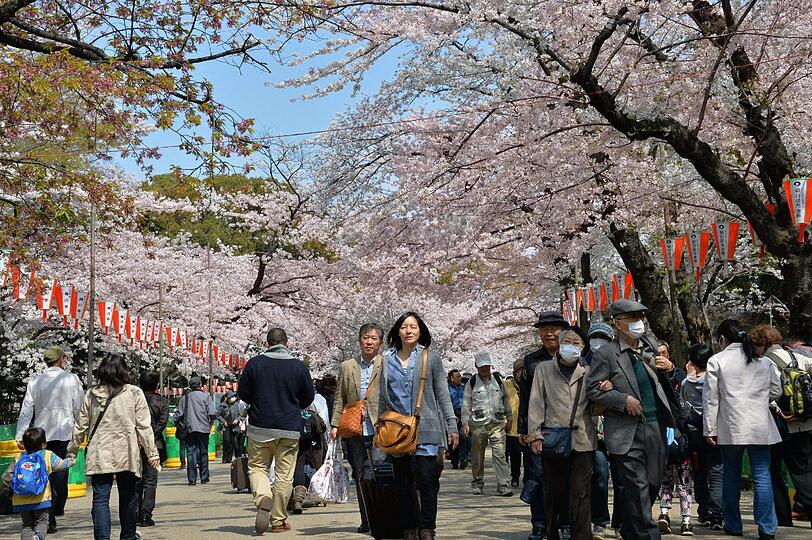 In einem Park in Tokio blühen die Kirschbäume. Traditionell gehen jedes Jahr Millionen Japaner raus, um die Kirschbäume in ihrer vollen Blüte zu bestaunen.