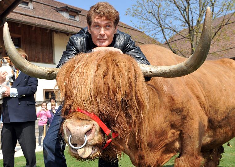 Mittlerweile tritt David Hasselhoff besonders in Deutschland in Möbelhäusern oder in Werbekampagnen auf. Vom früheren Star ist mittlerweile nichr mehr viel übrig...