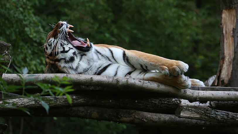 Weitere Bilder vom Foto-Spaziergang durch den Tierpark Hellabrunn am Donnerstagabend.