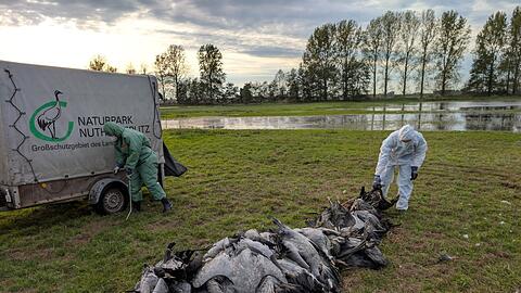 In den deutschen Rastgebieten der Kraniche sterben derzeit viele Tiere an der Vogelgrippe.