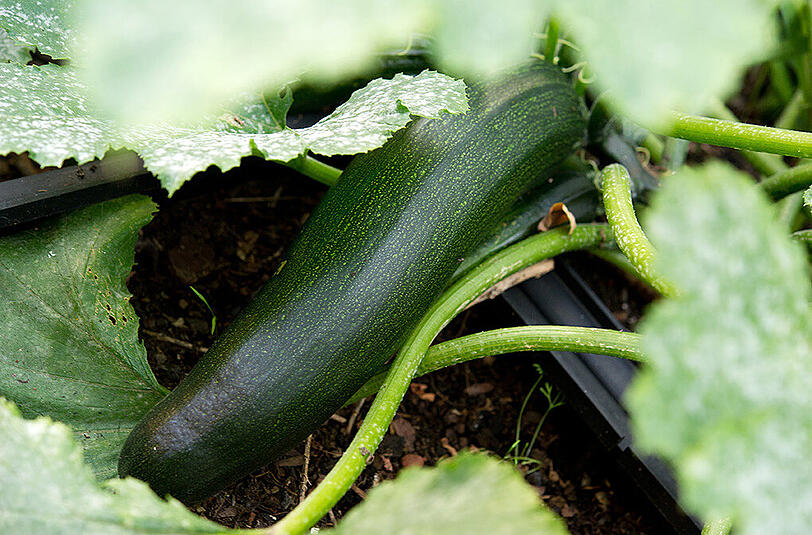 Eine Zucchini in einem Kleingarten.