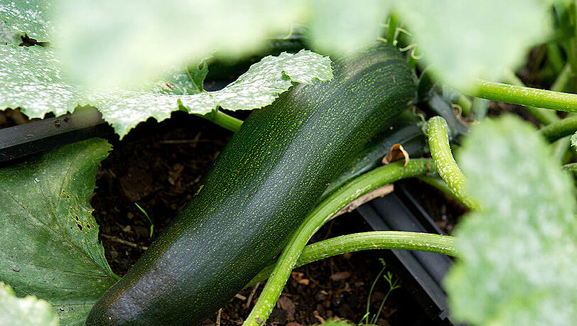 Eine Zucchini in einem Kleingarten. Eine Zucchini in einem Kleingarten.