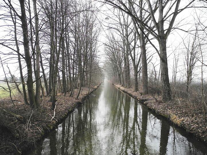Einige der alten Pappeln am Würmkanal müssen gefällt werden, langfristig sollen sie durch heimische Gehölze ersetzt werden.