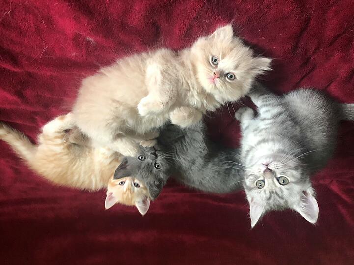 Bilbo, Ron, Tiger, Balu