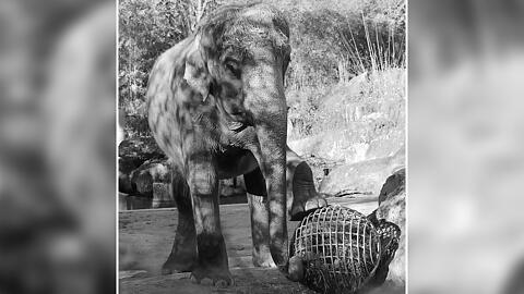 Die Elefanten-Dame Steffi lebte 50 Jahren im Tierpark Hellabrunn.