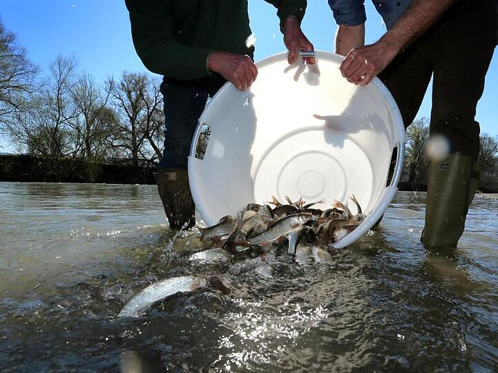 Mitarbeiter der schwäbischen Fischereiberatung und der Landesanstalt für Umwelt schütten Nasen in die Iller. Foto: Karl-Josef Hildenbrand