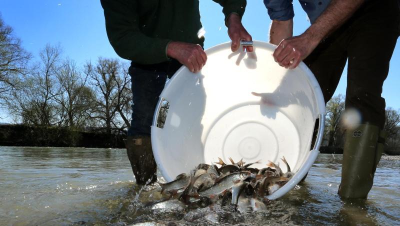 Mitarbeiter der schwäbischen Fischereiberatung und der Landesanstalt für Umwelt schütten Nasen in die Iller. Foto: Karl-Josef Hildenbrand Mitarbeiter der schwäbischen Fischereiberatung und der Landesanstalt für Umwelt schütten Nasen in die Iller. Foto: Karl-Josef Hildenbrand