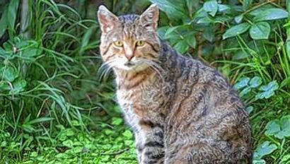 Laut eines aktuellen Gerichtsurteils dürfen Katzen die Gärten von Nachbarn jederzeit besuchen, dort sitzen und liegen. Laut eines aktuellen Gerichtsurteils dürfen Katzen die Gärten von Nachbarn jederzeit besuchen, dort sitzen und liegen.