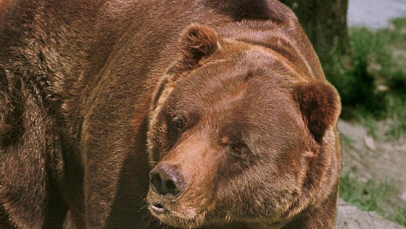 Sieben Jahre nach dem Abschuss des Braunbären „Bruno“ in Bayern ist möglicherweise wieder ein Bär auf dem Weg in Richtung Freistaat. Sieben Jahre nach dem Abschuss des Braunbären „Bruno“ in Bayern ist möglicherweise wieder ein Bär auf dem Weg in Richtung Freistaat.