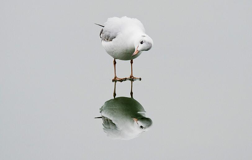 "Hallo, wer bist denn du?" Eine Möwe begutachtet sich im spiegelnden Eis eines zugefrorenen Sees.