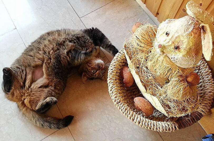 AZ-Leserin Angelika Kuhnert hat uns dieses Bild geschickt. Ihre Katze Minka, die beim Putzen "geholfen" hat und sich auf dem frisch gewischten, noch nassen Boden gefläzt hat.