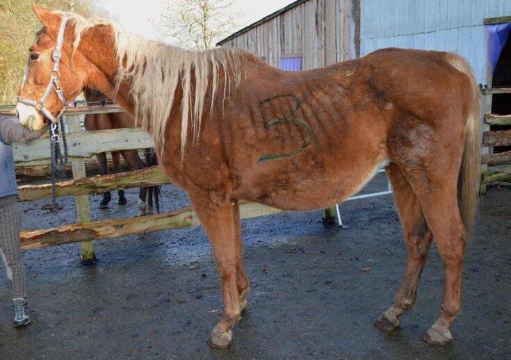Ein Spalt im Huf, eine Entzündung in der Halswirbelsäule, Unterernährung &ndash; die wenigsten Tiere kommen bei der Pferdeklappe gesund an.