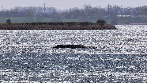 Sein K&ouml;rpergewicht dr&uuml;ckt den aus dem Wasser ragenden Wal tiefer in den Meeresgrund.