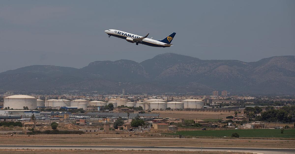 Hundewelpe-sorgt-am-Mallorca-Flughafen-f-r-Aufregung