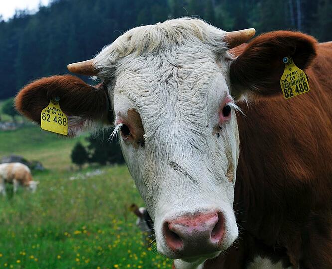 Eine wild gewordene Kuh hat im schwäbischen Kaltental eine Bäuerin schwer verletzt. Die Frau hatte das ausgebüxte Tier wieder in sein Gehege geführt und den offenen Weidezaun mit einem Strick gesichert. (Symbolbild)