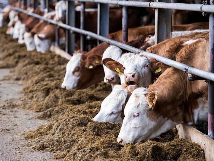 Junge Färsen stehen in einem Stall im Gut Darß in Born (Mecklenburg-Vorpommern). Der Biobetrieb Der Betrieb produziert auf der Halbinsel Fischland-Darß-Zingst seit 1992 Biofleisch nach EU-Richtlinie.