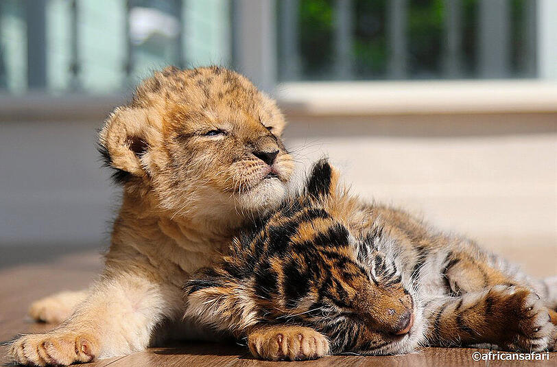 Die beiden kleinen Raubkatzen im japanischen Safari-Zoo
